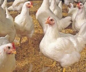 مشاوره در بازاریابی و فروش و برند سازی مرغ گوشتی (قسمت دوم)