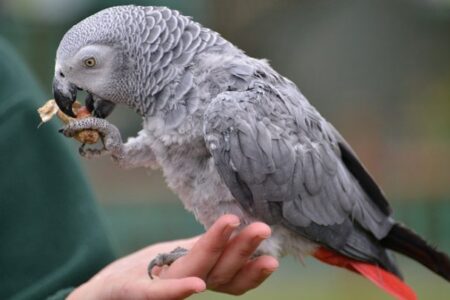 کتاب زبان بدنی