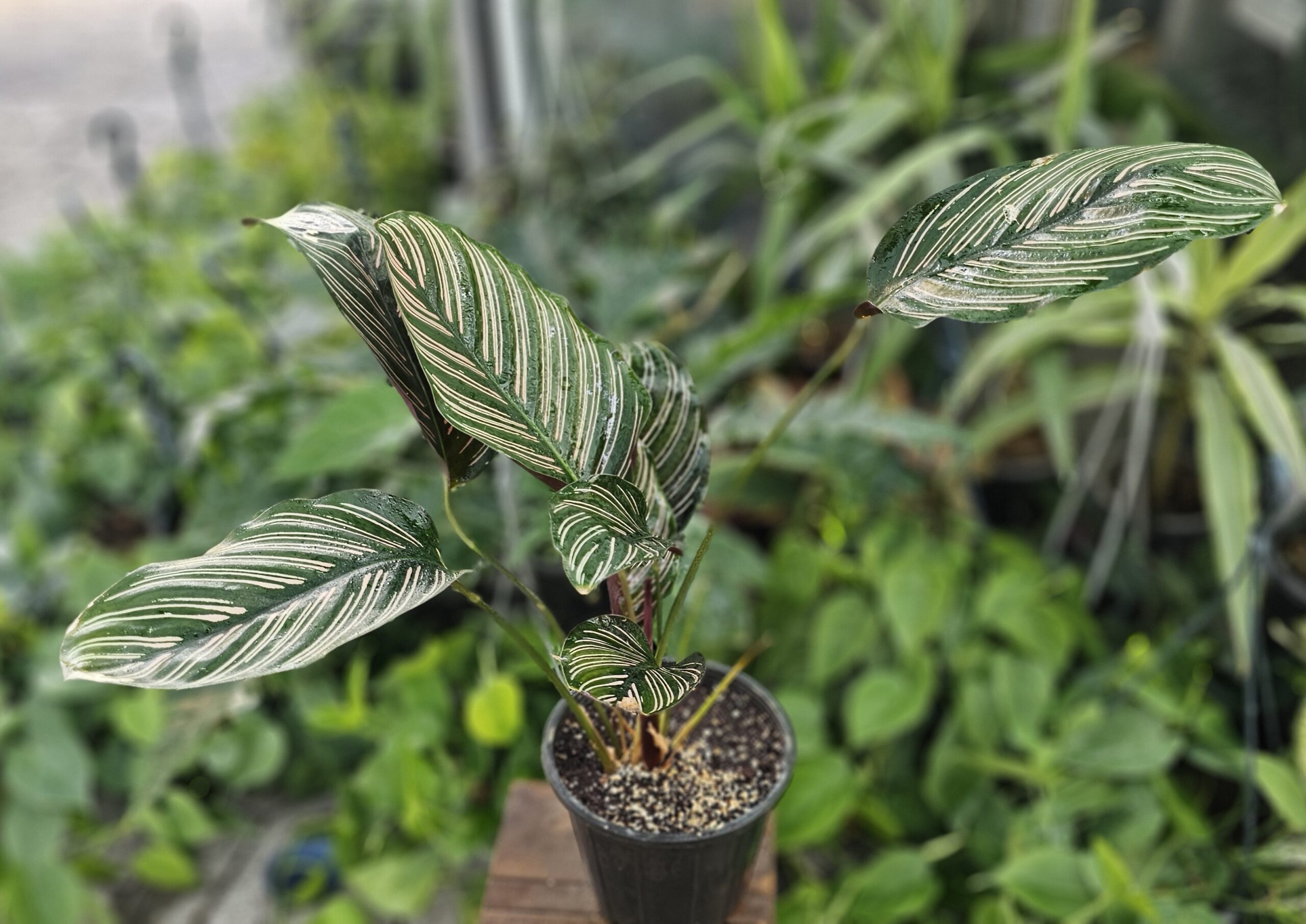 بهترین بازار گل ایران بازار گل شادمان